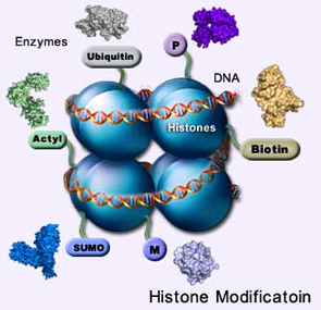 chromatin remodeling [6]